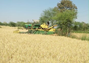 हार्वेस्टर से धान की कटाई-मिंजाई जोरों पर 