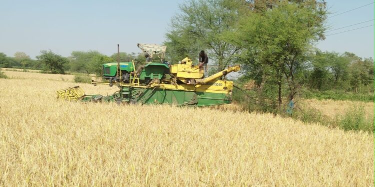 हार्वेस्टर से धान की कटाई-मिंजाई जोरों पर 