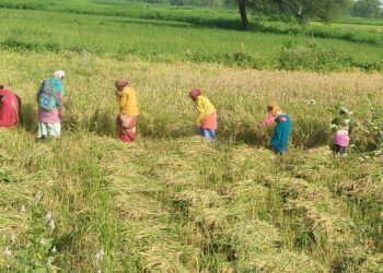 चुनावी चौपाल से अनजान किसान धान की कटाई मिंजाई में हुए व्यस्त