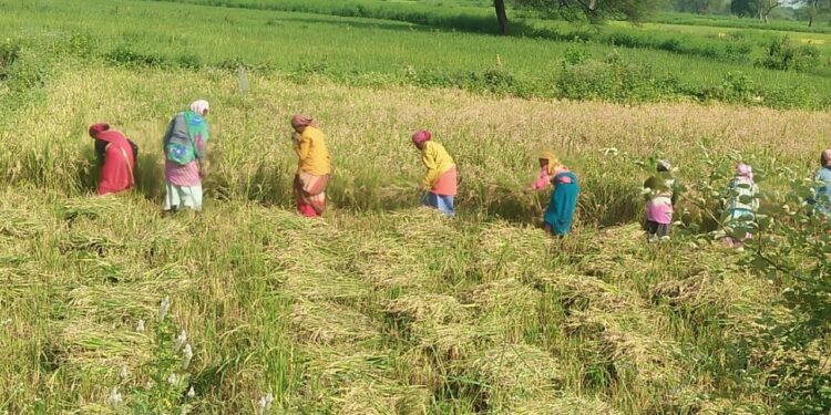 चुनावी चौपाल से अनजान किसान धान की कटाई मिंजाई में हुए व्यस्त