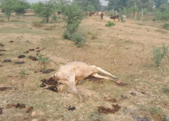 मौत का गौठान बना मरदा का यह गौठान, भूख प्यास से मर रहे मवेशी, नोंच रहे है चील कौंवे, जिम्मेदारो को ध्यान नहीं
