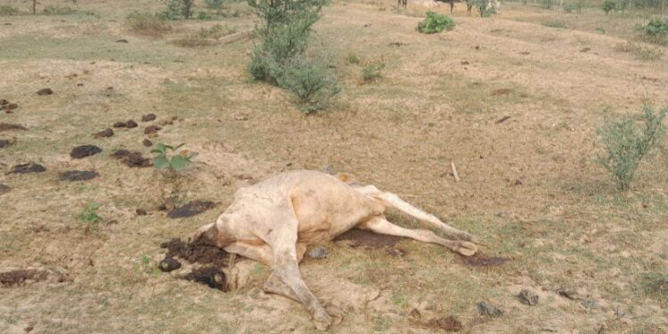 मौत का गौठान बना मरदा का यह गौठान, भूख प्यास से मर रहे मवेशी, नोंच रहे है चील कौंवे, जिम्मेदारो को ध्यान नहीं