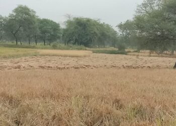 सोमवार से छाये हुए है आसमान में काले बादल, फसल को लेकर किसानों की माथे में दिख रही है चिन्ता की लकीरे 