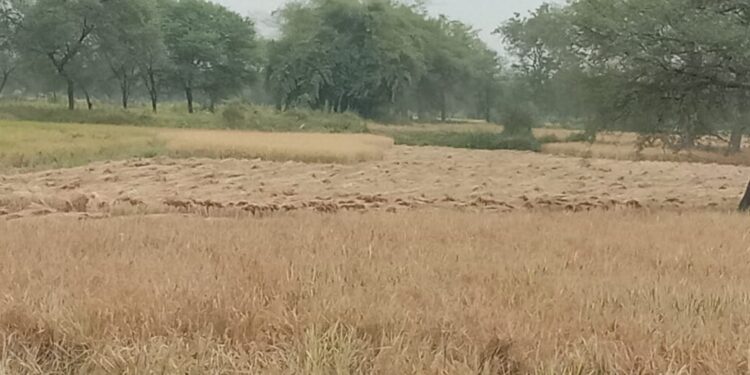 सोमवार से छाये हुए है आसमान में काले बादल, फसल को लेकर किसानों की माथे में दिख रही है चिन्ता की लकीरे 