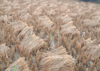 बारिश से किसानों की माथे में दिख रही है चिन्ता की लकीरे 