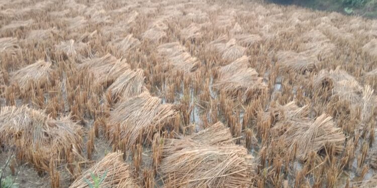 बारिश से किसानों की माथे में दिख रही है चिन्ता की लकीरे 