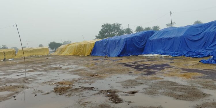 बारिश की वजह से धान खरीदी प्रभावित, 8 दिन का समय शेष, लेकिन 4 दिन ही होगी खरीदी 