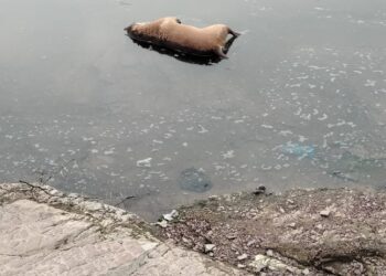 कोयदा सरपंच ने निर्दयता की सारी हदे किया पार