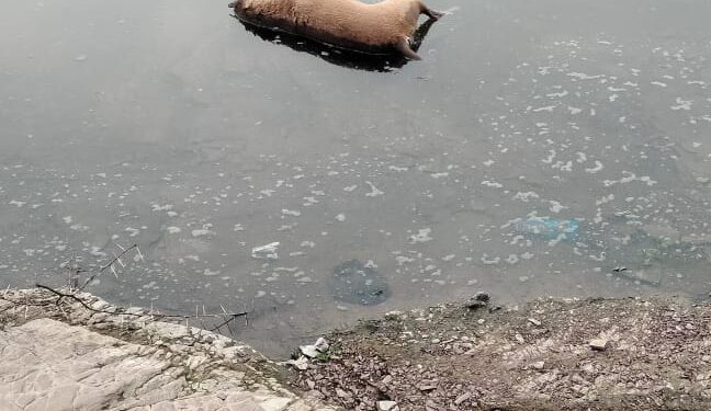 कोयदा सरपंच ने निर्दयता की सारी हदे किया पार