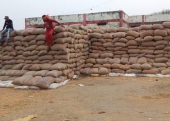 लवन शाखा में 58 प्रतिशत धान की खरीदी 18 दिनों में 42 प्रतिशत की जानी है धान की खरीदी