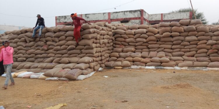 लवन शाखा में 58 प्रतिशत धान की खरीदी 18 दिनों में 42 प्रतिशत की जानी है धान की खरीदी