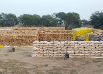 लवन शाखा के 15 उपार्जन केन्द्रों में 3 लाख क्वींटल धान जाम