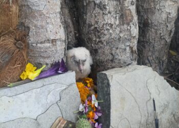 जटायु जैसा पक्षी बना लोगों के लिए कोताहुल