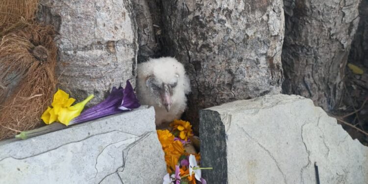 जटायु जैसा पक्षी बना लोगों के लिए कोताहुल