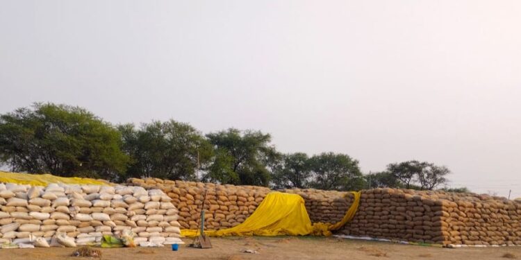 समिति केन्द्रो में बफर लिमिट से तीन गुना अधिक धान, समिति प्रबंधक चितिंत