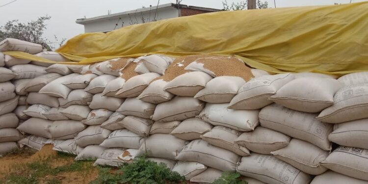 धूप-बारिश से उपार्जित धान हो रहा खराब, आखिर जिम्मेदार कब देंगे ध्यान