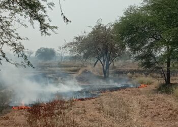 नरवाई जलाने पर प्रशासन नहीं कर रहा कार्रवाई 