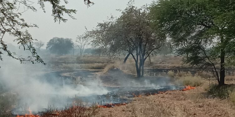 नरवाई जलाने पर प्रशासन नहीं कर रहा कार्रवाई