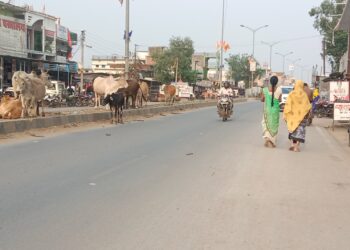 सड़कों पर मवेशियों का जमावड़ा, नपा ध्यान नहीं दे रही, आप ही संभलकर चलें