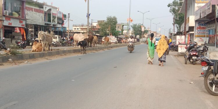 सड़कों पर मवेशियों का जमावड़ा, नपा ध्यान नहीं दे रही, आप ही संभलकर चलें