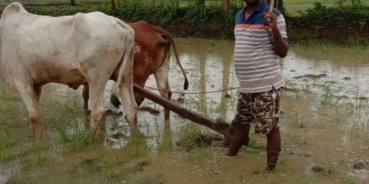 बारिश थमने के बाद खेती-किसानी कार्य में आई तेजी