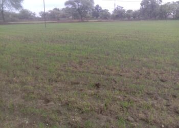 खेती के अनुकूल नहीं हो रही बारिश, किसानों को अच्छी बारिश का इंतजार 