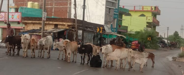 सरकार एवं हाईकोर्ट के प्रतिबंध के बावजूद मुख्य मार्गो पर आवारा पशुओं का डेरा 