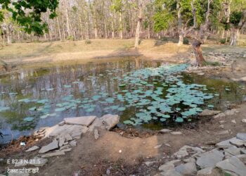 धमनी जंगल को आय के साधन और सैलानियों के आकर्षण केंद्र बनाने की आवश्यकता