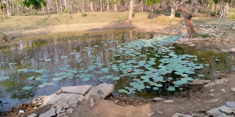 धमनी जंगल को आय के साधन और सैलानियों के आकर्षण केंद्र बनाने की आवश्यकता