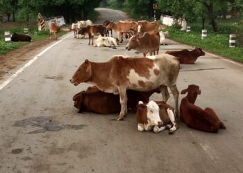 सड़के बनी मवेशियों का घर, हादसों से रोज हो रही मौत