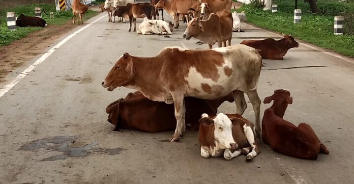 सड़के बनी मवेशियों का घर, हादसों से रोज हो रही मौत
