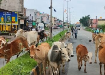 कोलिहा के ग्रामवासियों के द्वारा मुख्य मार्ग से हटाया जा छुट्टा मवेशी को, कर रहे निर्देशों का पालन 