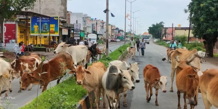 कोलिहा के ग्रामवासियों के द्वारा मुख्य मार्ग से हटाया जा छुट्टा मवेशी को, कर रहे निर्देशों का पालन