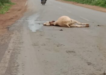 आए दिन हो रही दुर्घटनाएं, प्रशासन नहीं दे रहा ध्यान, हादसे में फिर हुई मवेशी की मौत