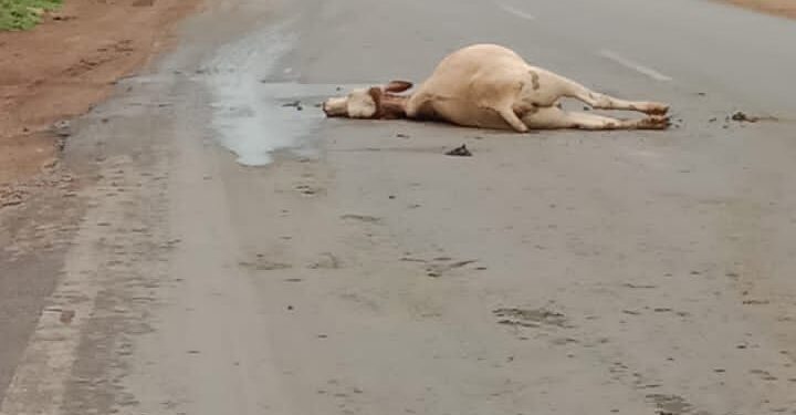 आए दिन हो रही दुर्घटनाएं, प्रशासन नहीं दे रहा ध्यान, हादसे में फिर हुई मवेशी की मौत