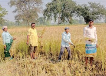 समर्थन मूल्य पर धान बेचने इस साल सात सौ 34 किसानो ने कराया नवीन पंजीयन 