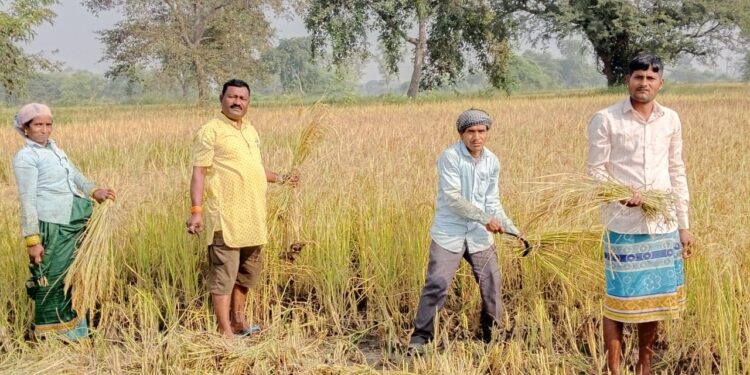 समर्थन मूल्य पर धान बेचने इस साल सात सौ 34 किसानो ने कराया नवीन पंजीयन 