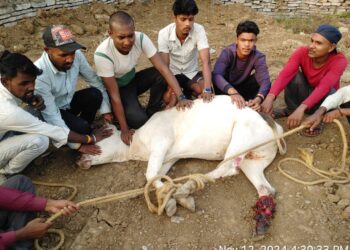 दुर्घटना में घायल गाय का कराया गया उपचार