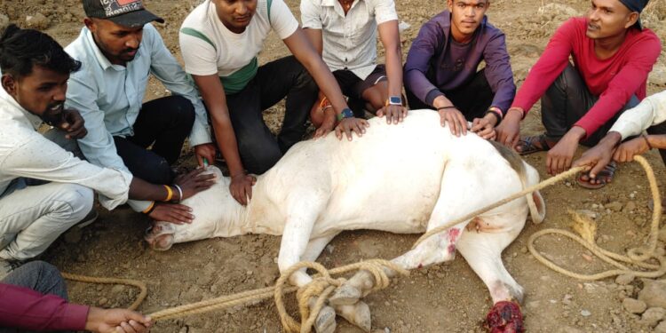 दुर्घटना में घायल गाय का कराया गया उपचार