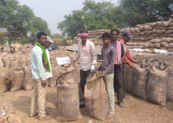 लच्छनपुर समिति में धान खरीदी ने पकड़ी जोर 