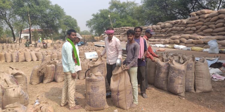 लच्छनपुर समिति में धान खरीदी ने पकड़ी जोर 