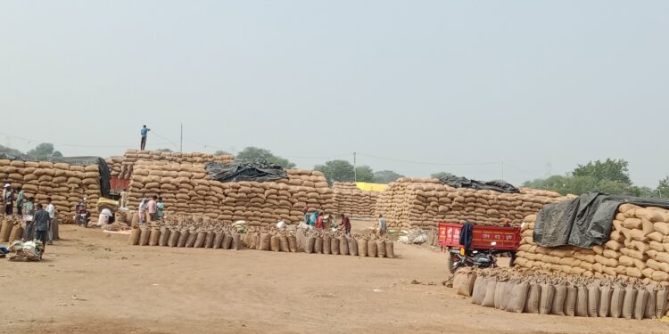 खरीदी में 2 दिन शेष धान बेचने नहीं पहुंचे 500 किसान