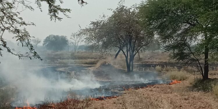 नरवाई जलाने पर प्रशासन नहीं कर रहा कार्रवाई
