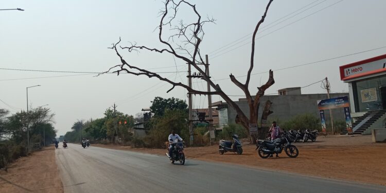 हादसे का कारण बन सकते है सड़क किनारे सूखे पेड़, जिम्मेदार कौन ?