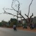 हादसे का कारण बन सकते है सड़क किनारे सूखे पेड़, जिम्मेदार कौन ?