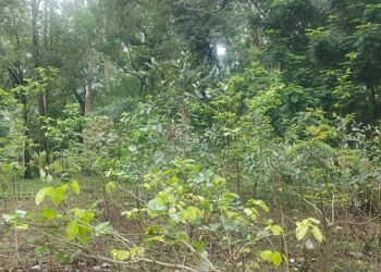 जापानी मियावाकी तकनीक से रोपित किए जा रहे है पौधे 