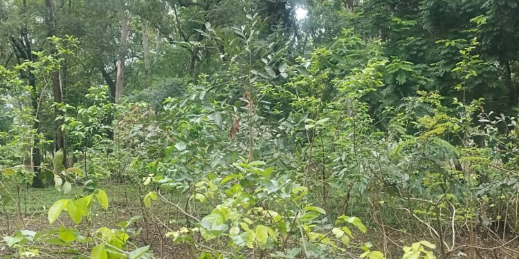 जापानी मियावाकी तकनीक से रोपित किए जा रहे है पौधे 