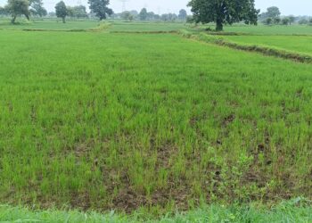 सूखा सावन, छल रहे बादल तरस पड़े खेत