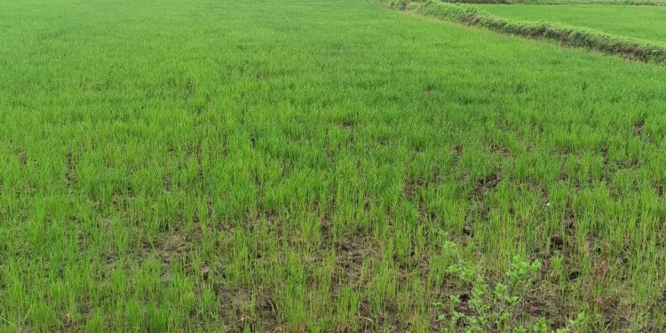 सूखा सावन, छल रहे बादल तरस पड़े खेत