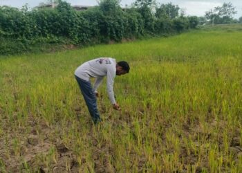 सावन-भादों में भी पर्याप्त बारिश नही, अकाल की आशंका से किसान चिंतित